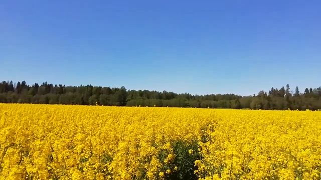 Наши рапсовые поля в Ленинградской области смотреть онлайн