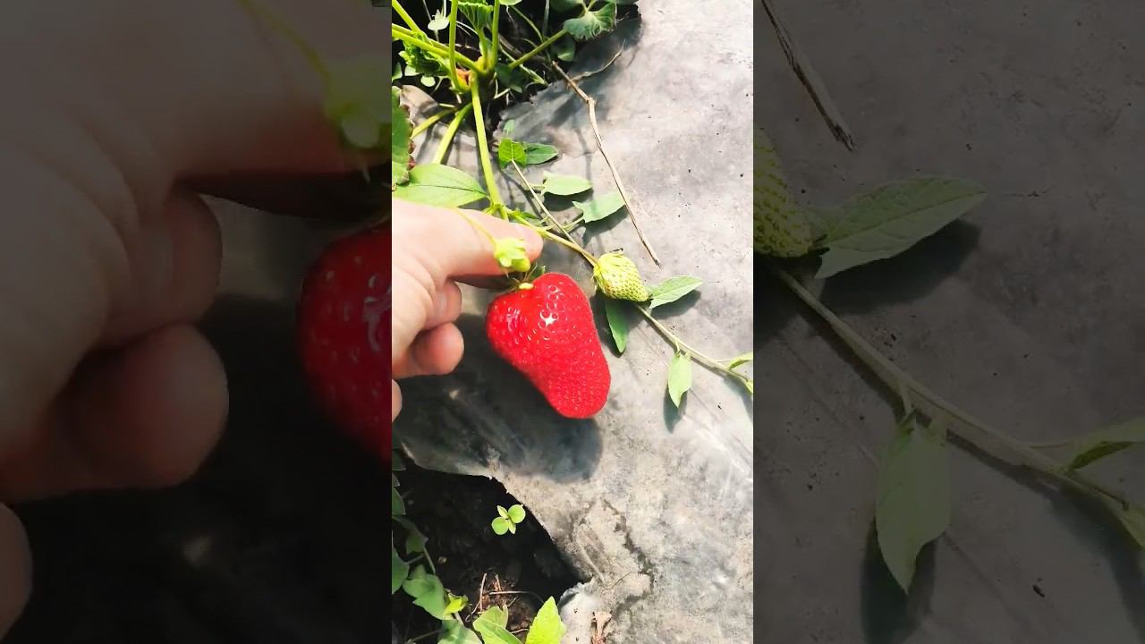 Клубничная лепота смотреть онлайн