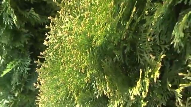 Дачные советы с Галиной Старосельцевой. смотреть онлайн