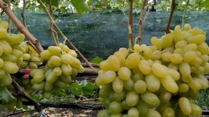 Кишмиш R-6 (Русалка)