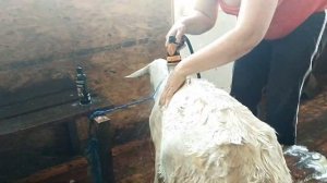 Обработка коз от блох, власоедов и клещей// Санобработка животных