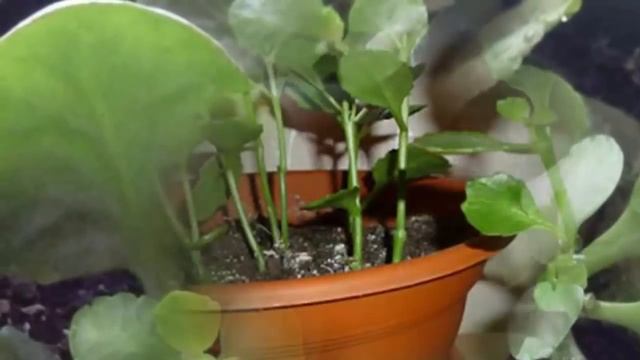 Не цветет и вытягивается вверх Каланхоэ! Что делать? Как заставить цвести Каланхоэ? смотреть онлайн