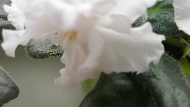 Цветущие фиалки. смотреть онлайн