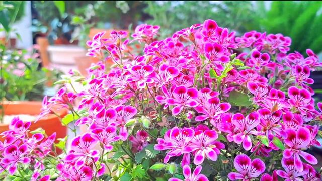 #초록멋쟁이 #봄🌸 Pelargonium, 엔젤아이즈 랜디 스타파라솔 상큼한 글로우 смотреть онлайн