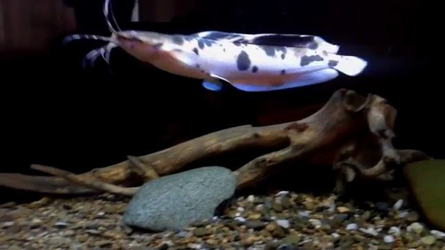 Астронотус и клариас смотреть онлайн