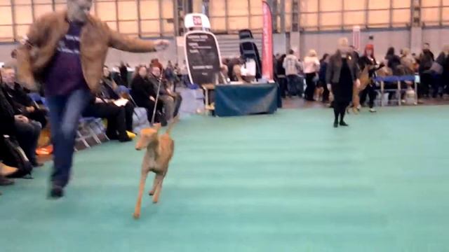 Vinis at Crufts 2013 2nd in Open Class part 1 смотреть онлайн