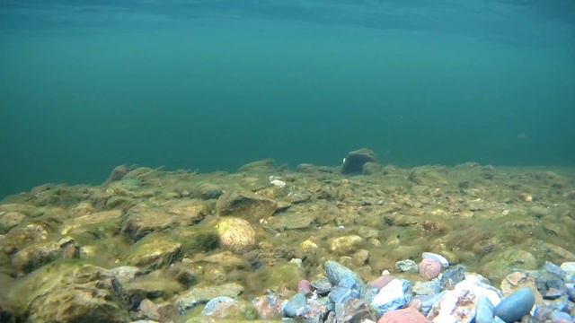 Salmo Hornet (Шершень) Уловистый кренк Подводная съемка смотреть онлайн