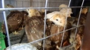 Индоутка. Разведение индоуток в домашних условиях