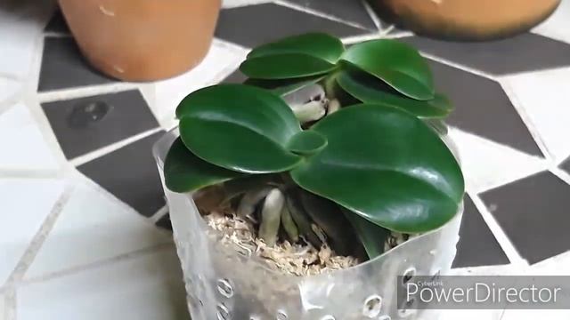 Орхидеи путешественницы - Sedirea japonica Minmaru смотреть онлайн