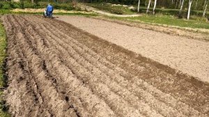 Дисковый оборотный окучник «НЕВА» с бороздоделом,первый опыт.