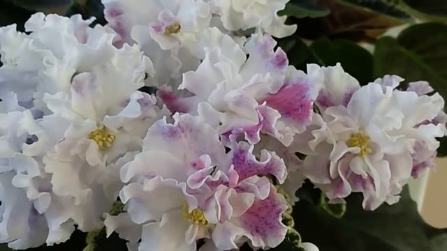 Обзор цветущих фиалок. Что цветёт в ноябре. Часть 2. смотреть онлайн