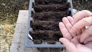 Посев капусты на рассаду в ящики, выращивание капусты