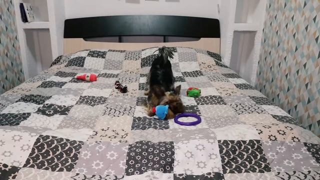 Команда "Лови" (трюк для собак): дрессировка йоркширского терьера, как учить йорка командам / трюка смотреть онлайн