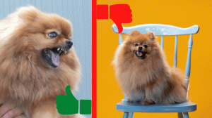 Немецкий шпиц