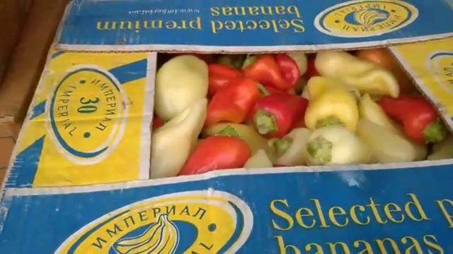 Цены сегодня рынок Большие Копани Херсонская область 18-08-2022. смотреть онлайн