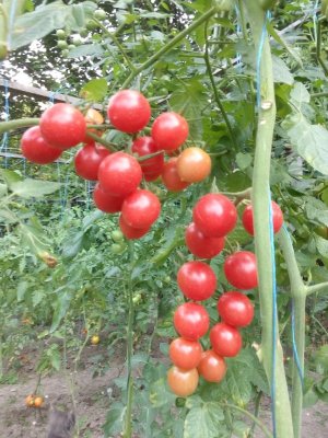 Красивые и сладкие розовые кисточки. Обзор и описание томата Спрут сливка малиновая