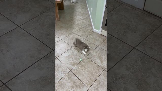 Laser light play time. смотреть онлайн