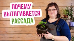 Почему вытягивается рассада? Что делать если вытянулась рассада