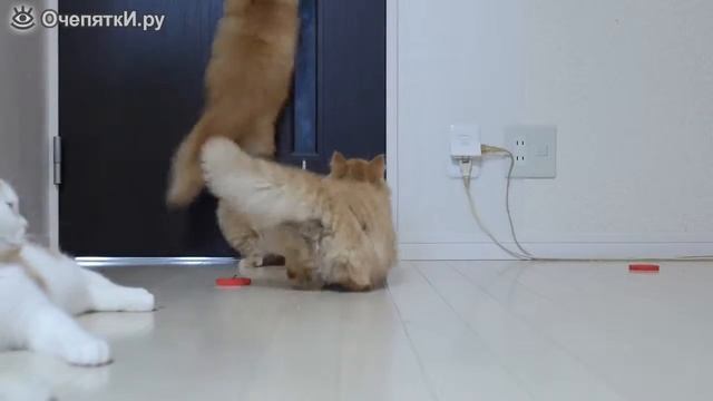 коротколапые котята смотреть онлайн