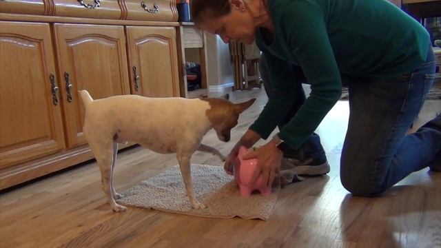 Sky, Toy Fox Terrier performs tricks for Novice through Expert DMWYD Trick Dog Titles смотреть онлайн