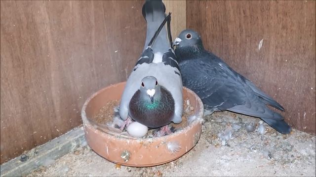 20 Pairs Of Breeding Pigeons!