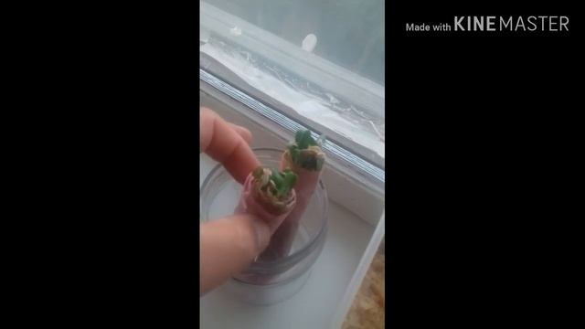 Проращивание семян тыквы и огурцов в опилках и улитке смотреть онлайн