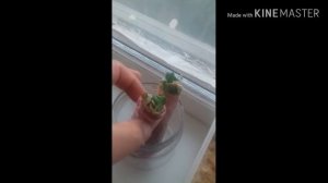 Проращивание семян тыквы и огурцов в опилках и улитке