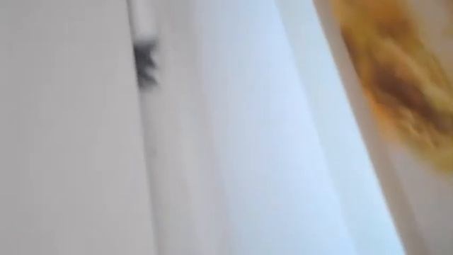 Скрипит пластиковая дверь, скрипит пластиковое окно: как смазать смотреть онлайн