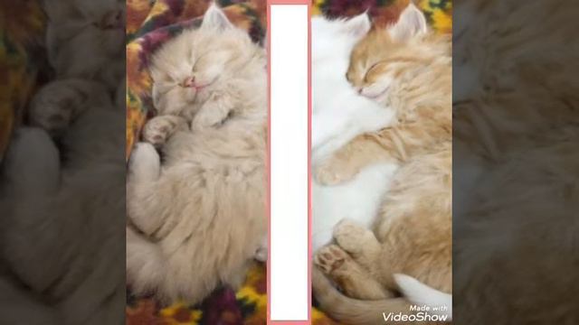 Песня между нами любовь смотреть онлайн