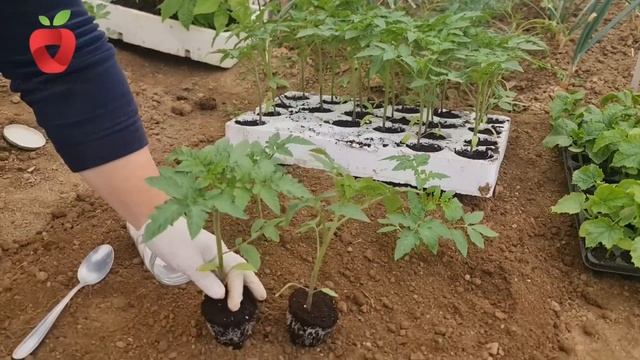 Dodajte ga u zemlju prilikom sadnje i na vrijeme spriječite pojavu truleži ploda смотреть онлайн