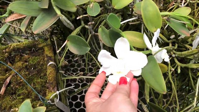 Cattleya walkeriana (Каттлея валкериана) Ферма Бразилии смотреть онлайн