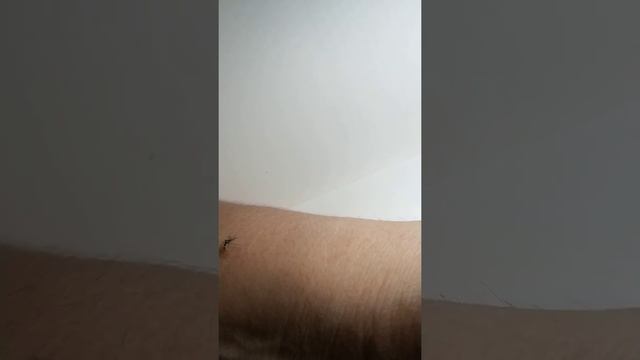 Xiaomi Electric Mosquito Dispeller review/actual footage смотреть онлайн