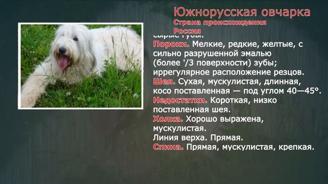 Стандарты пород Южнорусская овчарка смотреть онлайн