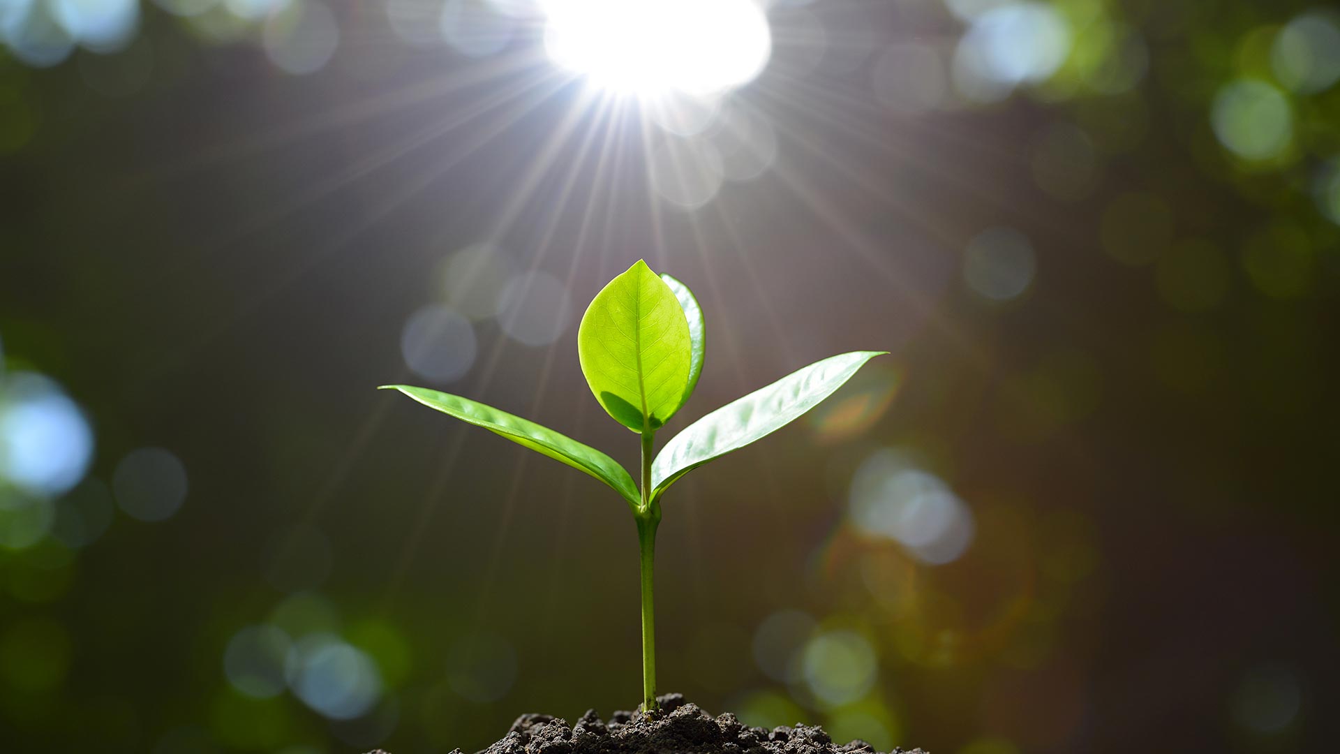 Спасение там, где Душа прорастает смотреть онлайн