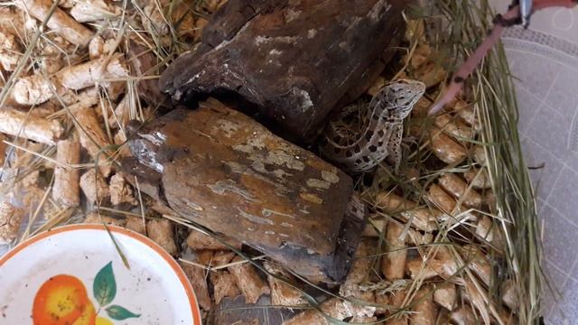 Ящерица дома, кормим дождевыми червями. смотреть онлайн