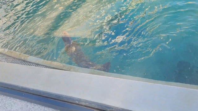 Морж, Нерпа и Морские Котики в Московском Зоопарке. смотреть онлайн