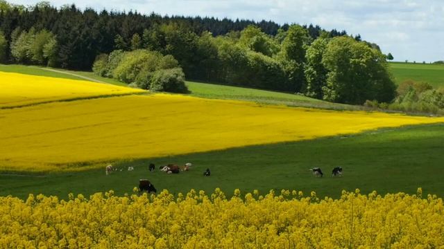 Песенки для самых маленьких! смотреть онлайн