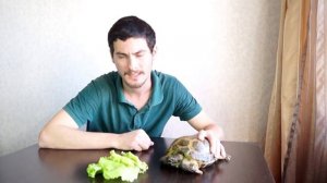 Чем кормить сухопутную черепаху | HappyPets