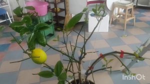 Листопад цитрусовых. Как спасти лимон