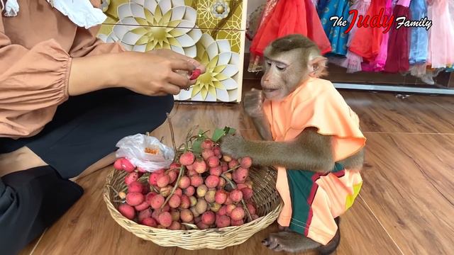 Enerqetic Judee HeIp Mom Carry Bucket Prepare Fruits смотреть онлайн