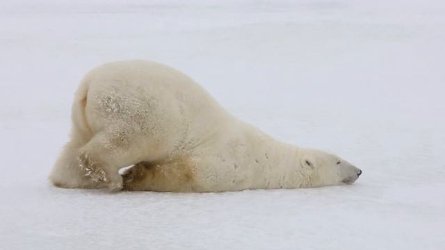 Fable 04: The Polar Bear who had Many Adventures Part 03 смотреть онлайн