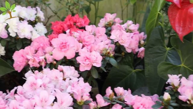 Uma Bomba Natural Para Floração E Crescimento De Todas As Plantas (Veja O Incrível Resultado)