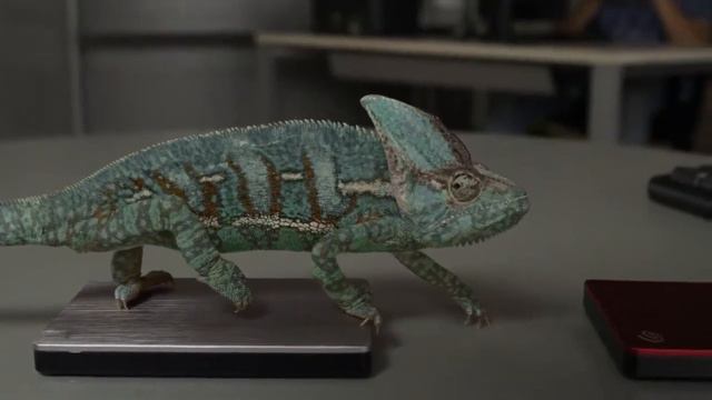 Забавный хамелеон меняет цвет видео прикол смотреть онлайн