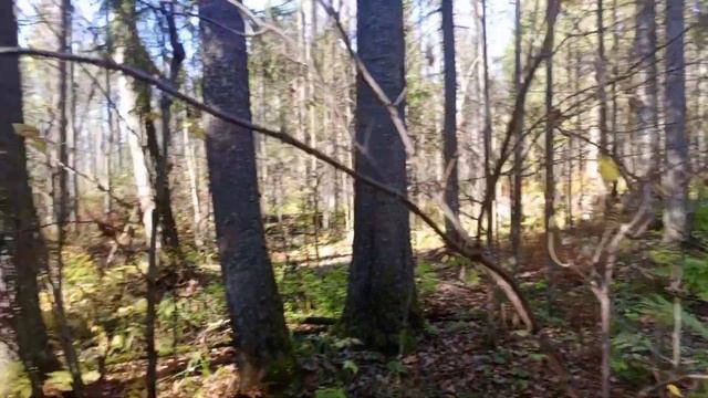 Охота на охоту. Охота на лося с лайкой во время гона. День второй 🐕🐾🛖🌳🍂 смотреть онлайн