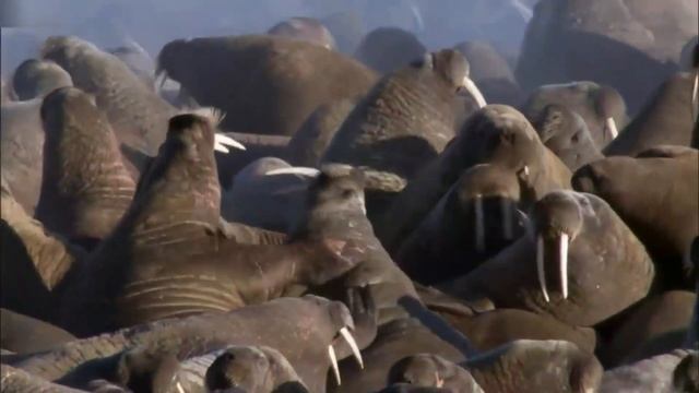 Белый медведь- главный хищник Арктики. Белый медведь в деле. смотреть онлайн