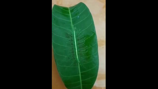 маскировка.mp4