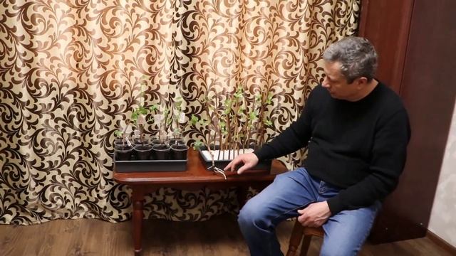 Вирощування саджанців винограду смотреть онлайн