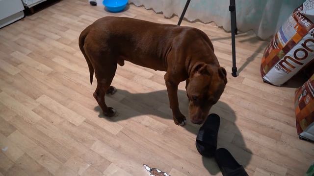 Готовимся со Спайком ехать в Краснодар в ветклинику! Питбуль Спайк.