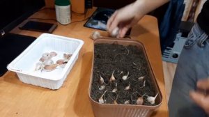 Выращивание чеснока дома на подоконнике