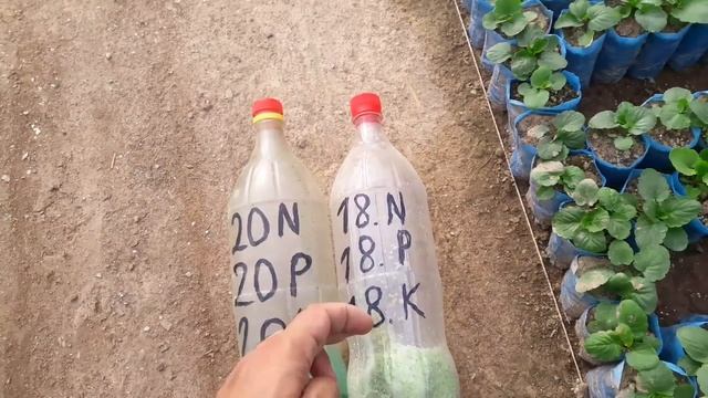 КОМПЛЕКСНОЕ УНИВЕРСАЛЬНОЕ УДОБРЕНИЕ 20-20-20 или 18-18-18+Mg. Какую когда и как применять, дозировк смотреть онлайн